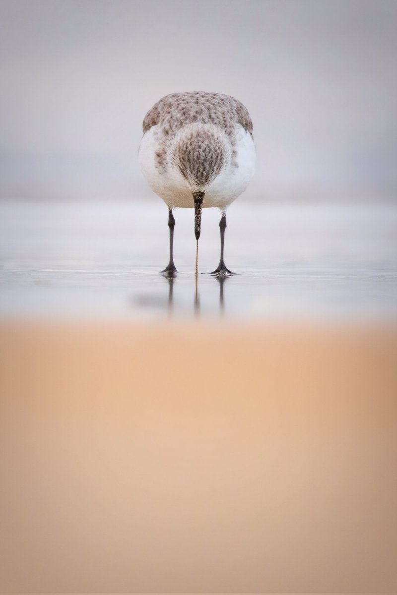 Sanderling symmetry