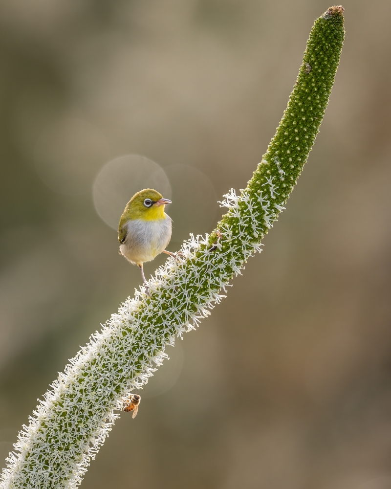A stunning little silvereye perched by a bee. Photographed by Mark Loh in Perth, Western Australia. #birding #birders #birdphotography #wildlife #wildlifephotography #birdwatching #birds