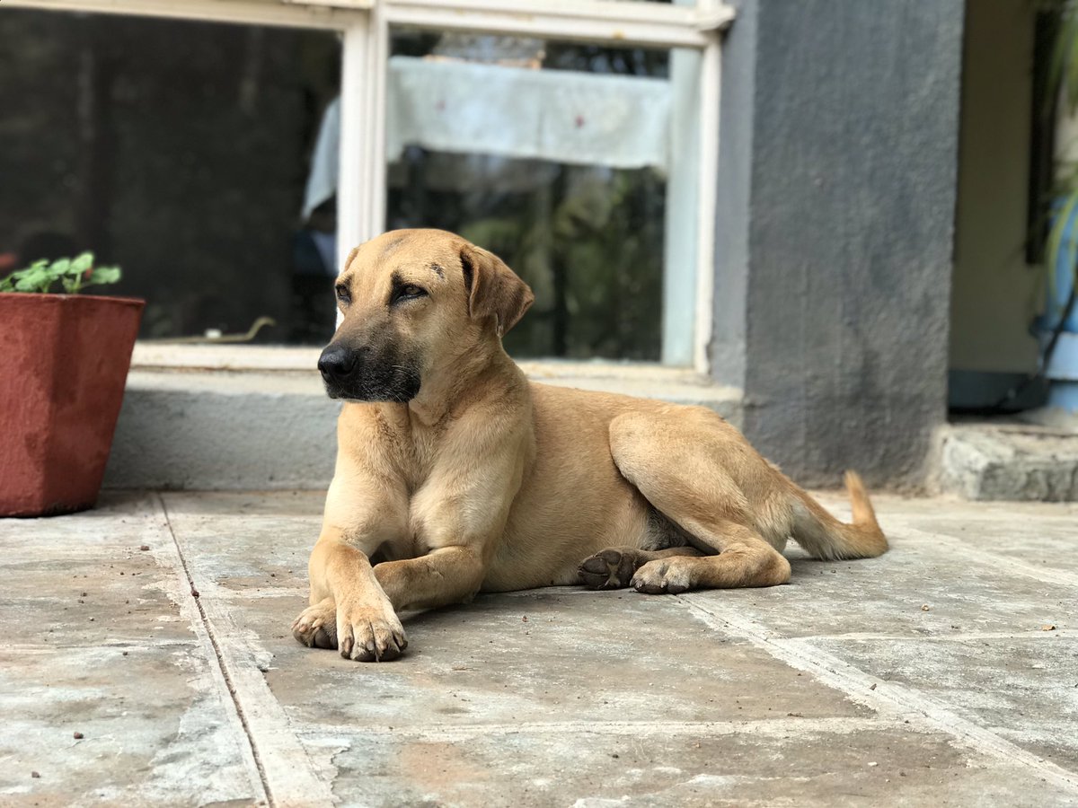 boos_project's tweet photo. @KithRags Ooh. What a thread. Such amazing indies and their bhonderful hoomans! Here are few of us. #lovemyindie https://t.co/nYchMo3q3W