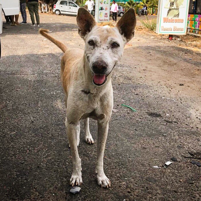 boos_project's tweet photo. @KithRags Ooh. What a thread. Such amazing indies and their bhonderful hoomans! Here are few of us. #lovemyindie https://t.co/nYchMo3q3W