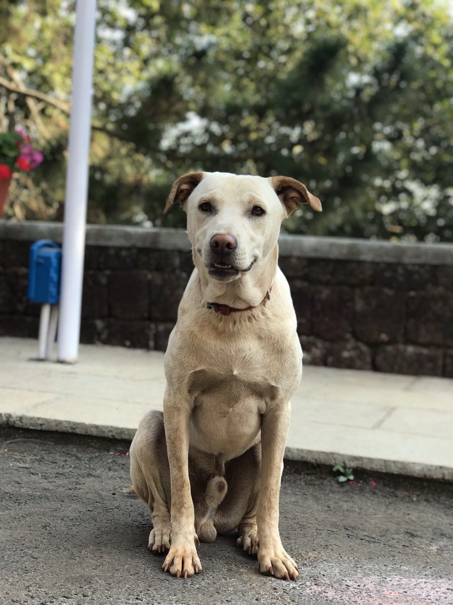 boos_project's tweet photo. @KithRags Ooh. What a thread. Such amazing indies and their bhonderful hoomans! Here are few of us. #lovemyindie https://t.co/nYchMo3q3W