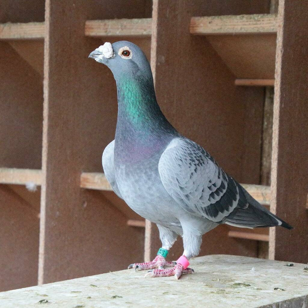 RacingpigeonsC's tweet photo. The legendary Swissfighter (CH-08-15364)! Old but gold! Can you see the soft and silky plumage?
How old is your oldest pigeon in the loft?
#racingpigeons #pigeonracing #pigeons #pigeonlove #pigeonloft #pigeonsport #janssenpigeons #birds #foryou #instabi… https://t.co/Fh12ckdW6V https://t.co/v2Baz2OIa3