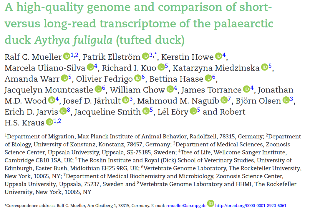 So many friends on our new paper about #tufted #duck #genome. A high-quality genome and comparison of short- versus long-read #transcriptome of the palaearctic duck Aythya fuligula. #ornithology #chromosomes --> academic.oup.com/gigascience/ar…