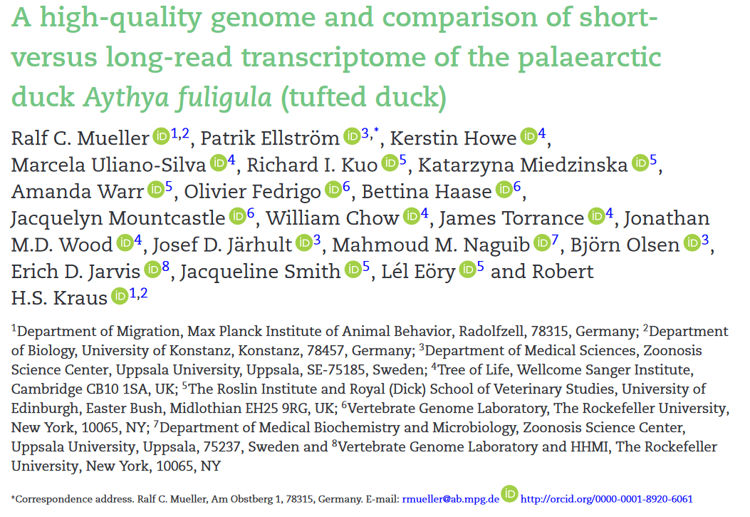 Robert Kraus (@rhskraus) on Twitter photo So many friends on our new paper about #tufted #duck #genome. A high-quality genome and comparison of short- versus long-read #transcriptome of the palaearctic duck Aythya fuligula. #ornithology #chromosomes
--> academic.oup.com/gigascience/ar… So many friends on our new paper about #tufted #duck #genome. A high-quality genome and comparison of short- versus long-read #transcriptome of the palaearctic duck Aythya fuligula. #ornithology #chromosomes
--> academic.oup.com/gigascience/ar…