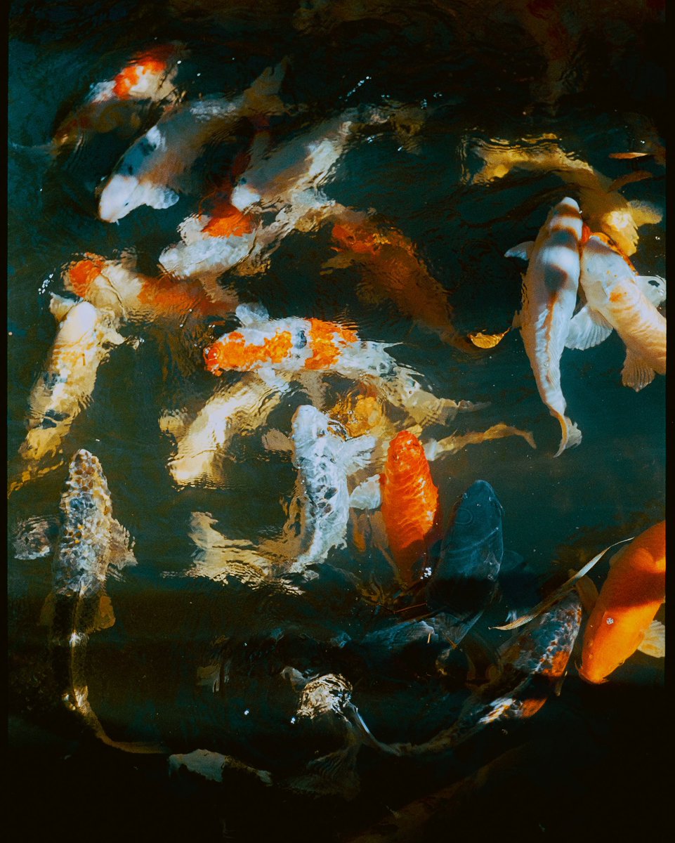 vondotco's tweet photo. Sunken Gardens, St. Pete #35mm 
Shot with Pro Image 100 https://t.co/TY3sIoBzjA