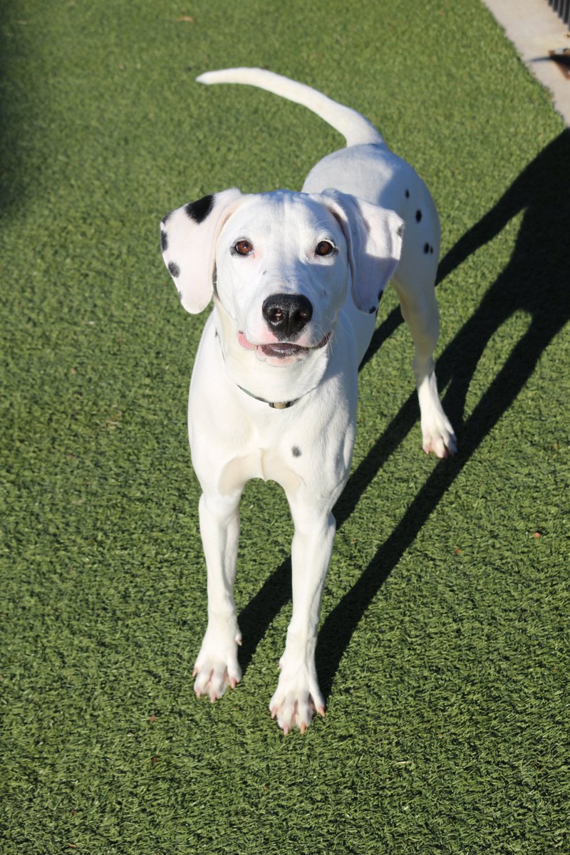 kshumanesociety's tweet photo. Boomie hates playing hide-and-seek because he keeps getting spotted! 

Give us a call at (316) 524-9196 to place a hold on Boomie.
Boomie: https://t.co/QhjZCwnWR4

#AdoptICT https://t.co/CmkaXUPK0P