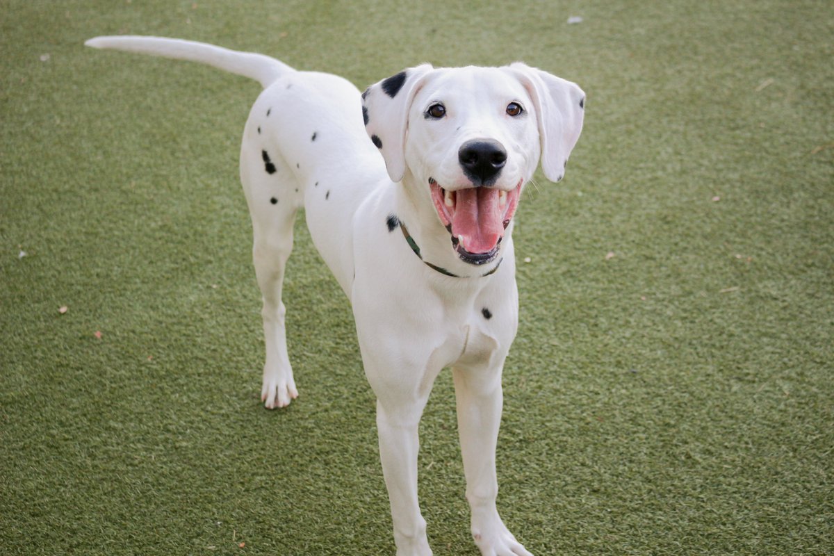 kshumanesociety's tweet photo. Boomie hates playing hide-and-seek because he keeps getting spotted! 

Give us a call at (316) 524-9196 to place a hold on Boomie.
Boomie: https://t.co/QhjZCwnWR4

#AdoptICT https://t.co/CmkaXUPK0P