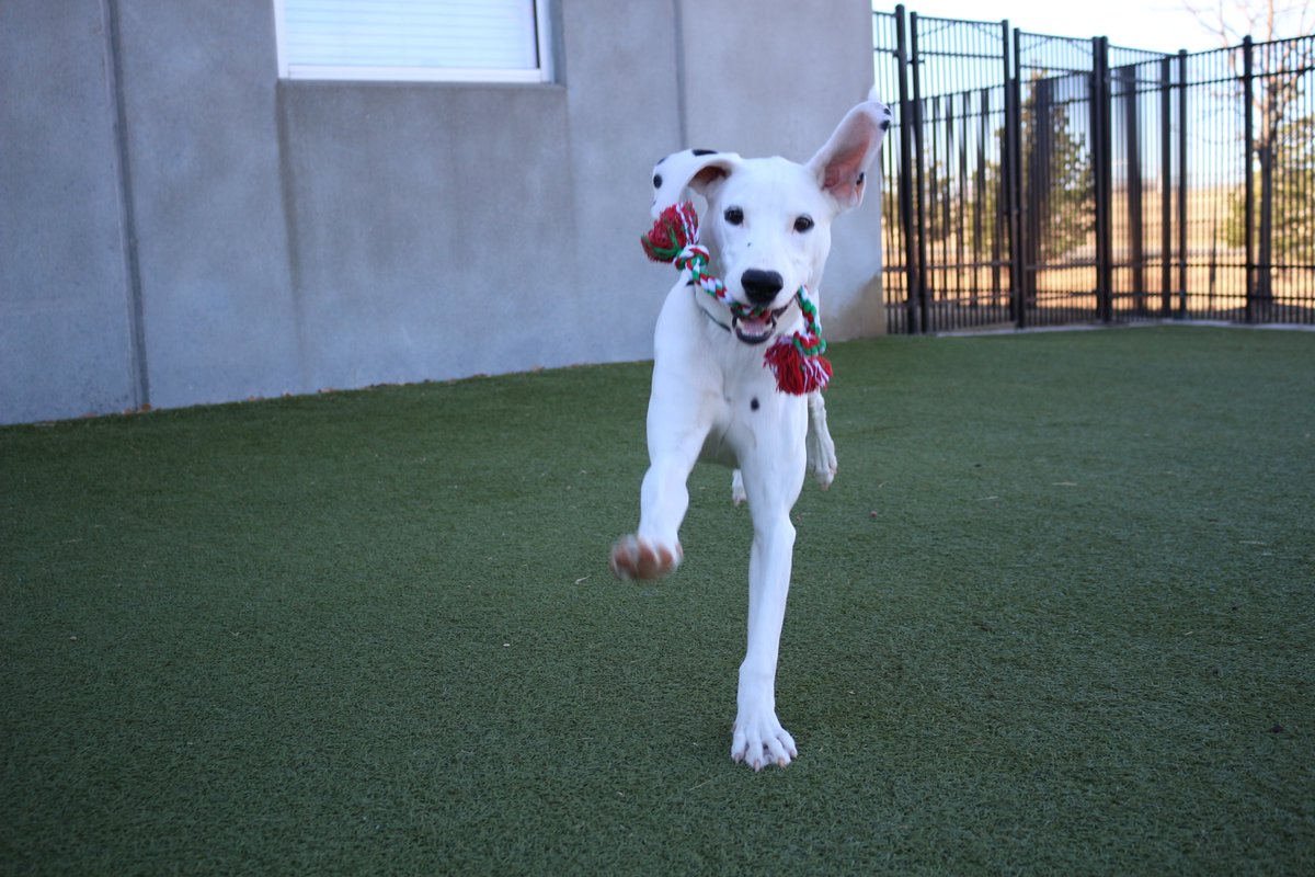 kshumanesociety's tweet photo. Boomie hates playing hide-and-seek because he keeps getting spotted! 

Give us a call at (316) 524-9196 to place a hold on Boomie.
Boomie: https://t.co/QhjZCwnWR4

#AdoptICT https://t.co/CmkaXUPK0P