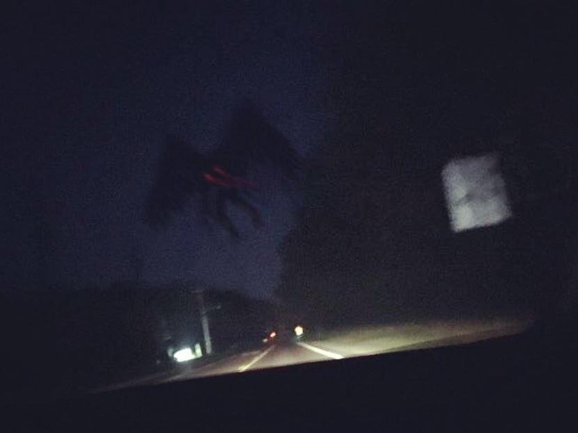 WrigglingV's tweet photo. Mothman https://t.co/CCkhXRCNFc