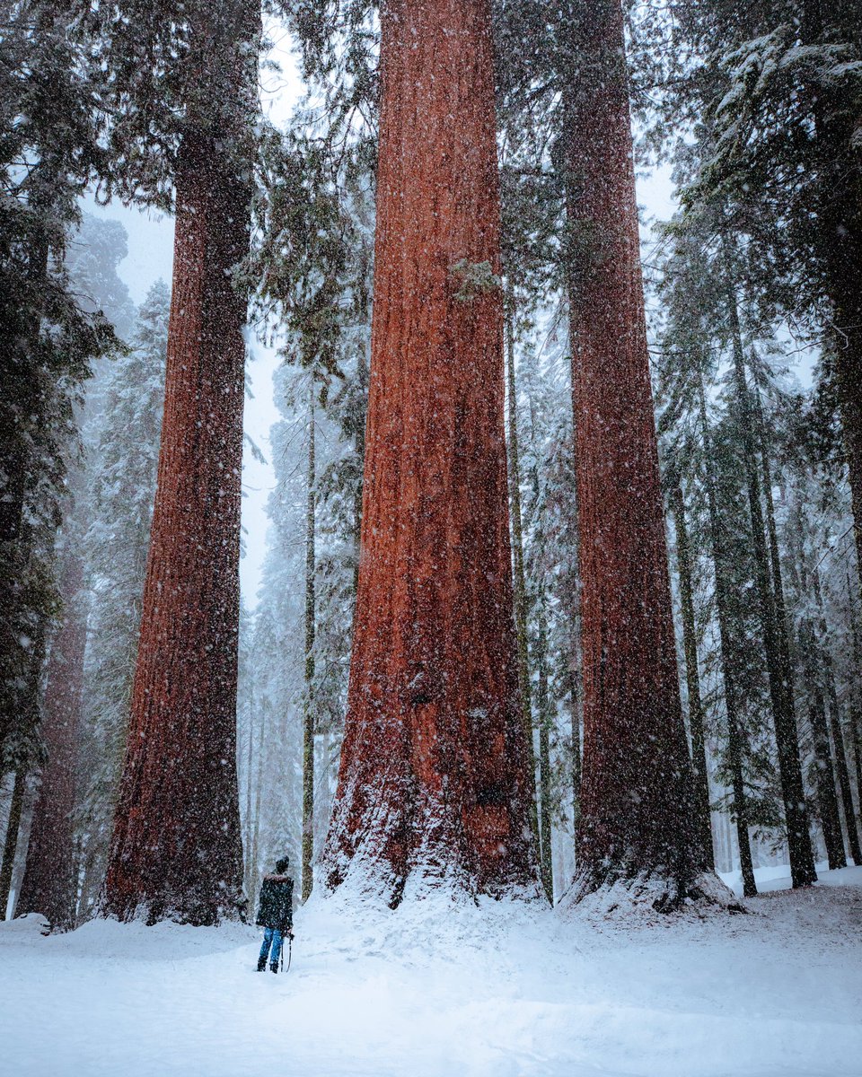 RyanResatka's tweet photo. Gm 🌲 https://t.co/byfEy09X1e