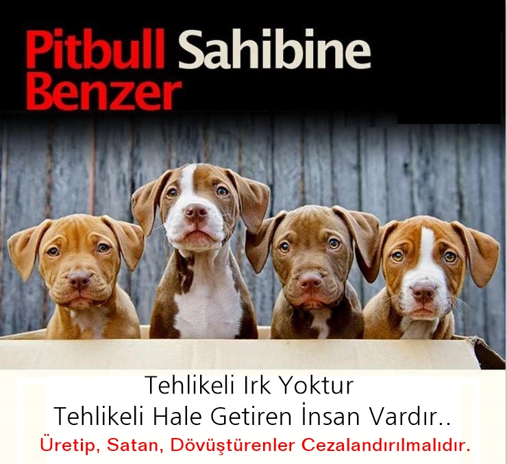 Nihal_K34's tweet photo. Pitbull Sahibine benzer..
Tehlikeli Irk Yoktur. 
𝗧𝗲𝗵𝗹𝗶𝗸𝗲𝗹𝗶 hale getiren 𝗜̇𝗻𝘀𝗮𝗻 Vardır. 
Üretip, Satan, Dövüştürenler Cezalandırılmalıdır.
#SokakHayvanlarıSahipsizDeğil 
@RTErdogan https://t.co/nsqjdx1XDG