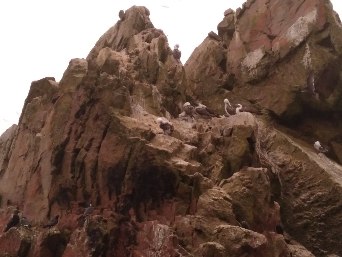 anamavidalc's tweet photo. #Ballestas Buenas tardes Perú!!! https://t.co/bE47jtMENm