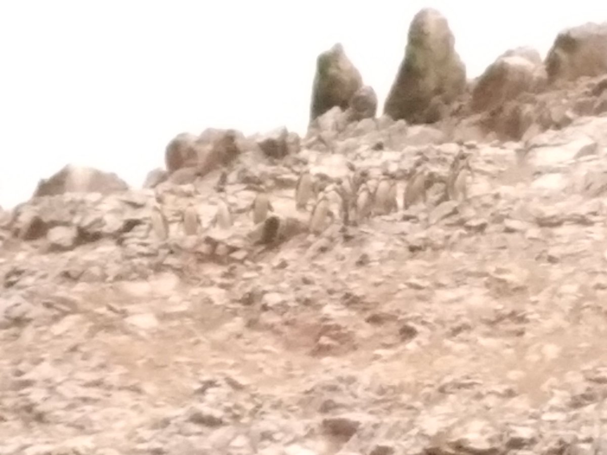 anamavidalc's tweet photo. #Ballestas Buenas tardes Perú!!! https://t.co/bE47jtMENm