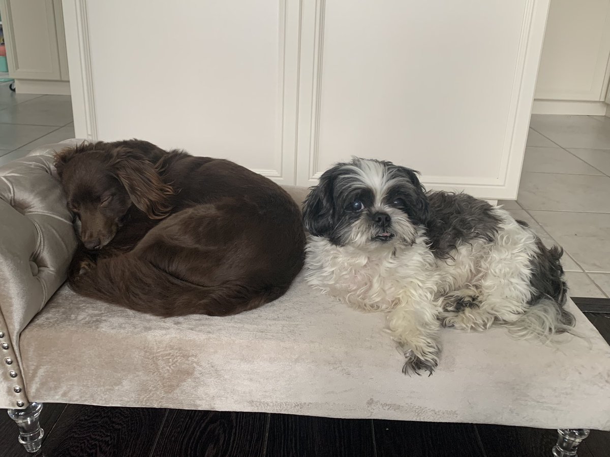 Still figuring out how things work in my new fur-ever home. One thing I know for certain - I definitely belong with my new family. Thank you <a href="/HB_SPCA/">HBSPCA</a> and Heather for finding me a perfect match!