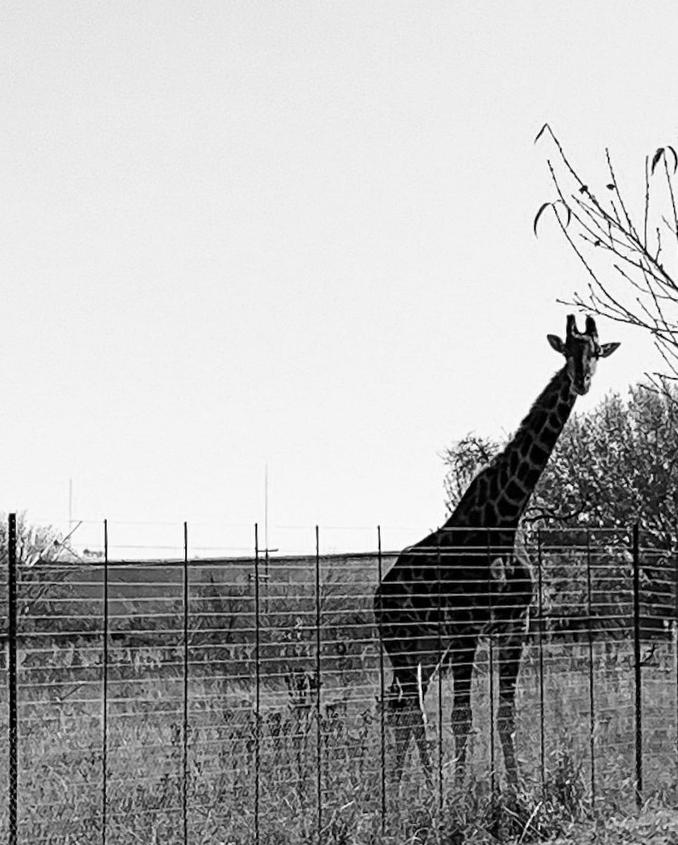 mashosho_mj's tweet photo. - This user miss the safari! https://t.co/KyvhmBqVUX