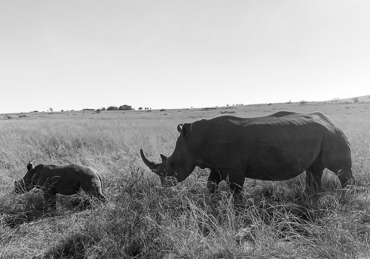 mashosho_mj's tweet photo. - This user miss the safari! https://t.co/KyvhmBqVUX