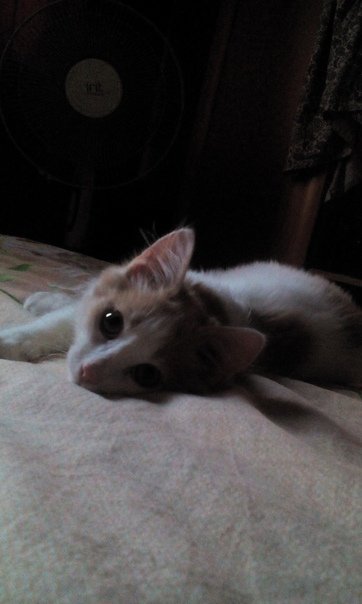 Fucking_Omlet's tweet photo. Закреплю фоточки котика когда он был маленьким и не спал 24/7:3
(Качество плохое но он тут такое солнышко) https://t.co/LTv4DY9wtz