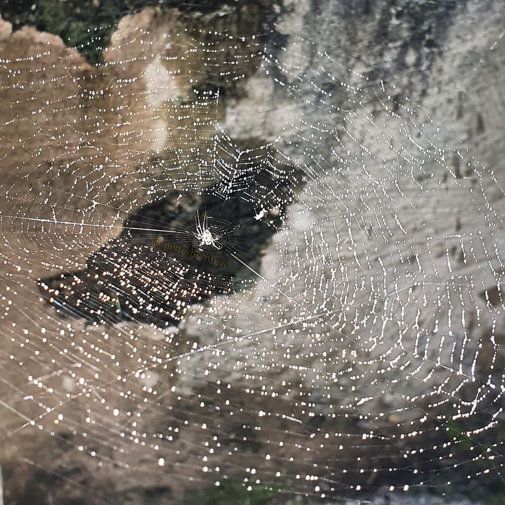 misterbemtevi's tweet photo. Não podia deixar passar essa teia linda abarrotada de gotículas!! 💦🕸️🕷️

Estava sem a câmera e tive que fazer com o celular mesmo! Até que me sai bem hehe 🤭

😍❤️

#galaxys10plus #macro #art #spiderweb #spider #web #teia #teiadearanha #closeup #sprink… https://t.co/hBU8wNfZkv https://t.co/OD7MGkeynp