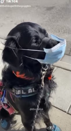 awakenotwokeUK's tweet photo. #Disgusting #mask
But it’s Not a cult…not a cult at aaallllllllll. Poor little dog with a crackpot owner. #Pathetic #woowoo #nosciencehere #abused #cultofdanger https://t.co/xtnRF22A2p