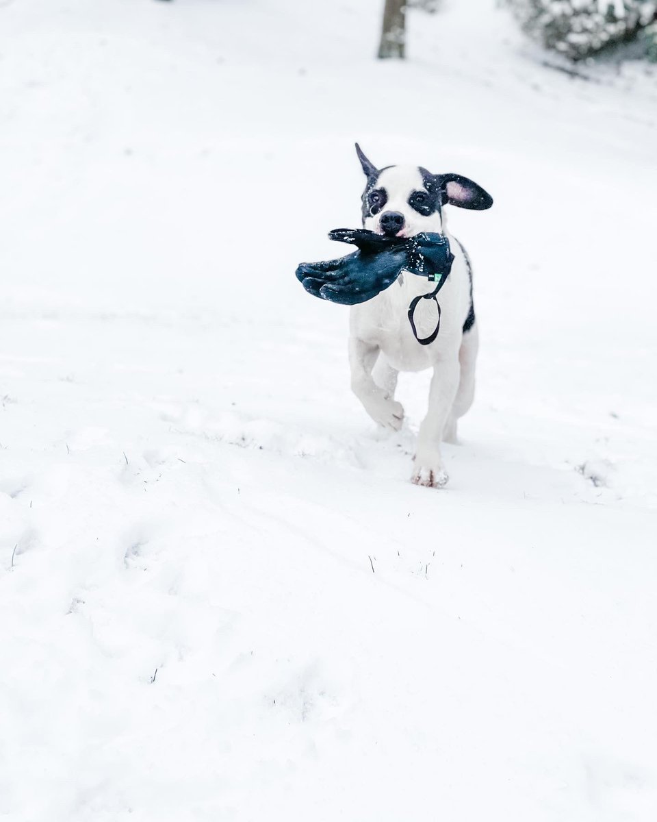 Vienna_Cat's tweet photo. Cowdoggie’s first snow ❄️ https://t.co/HVjq2OqNAc