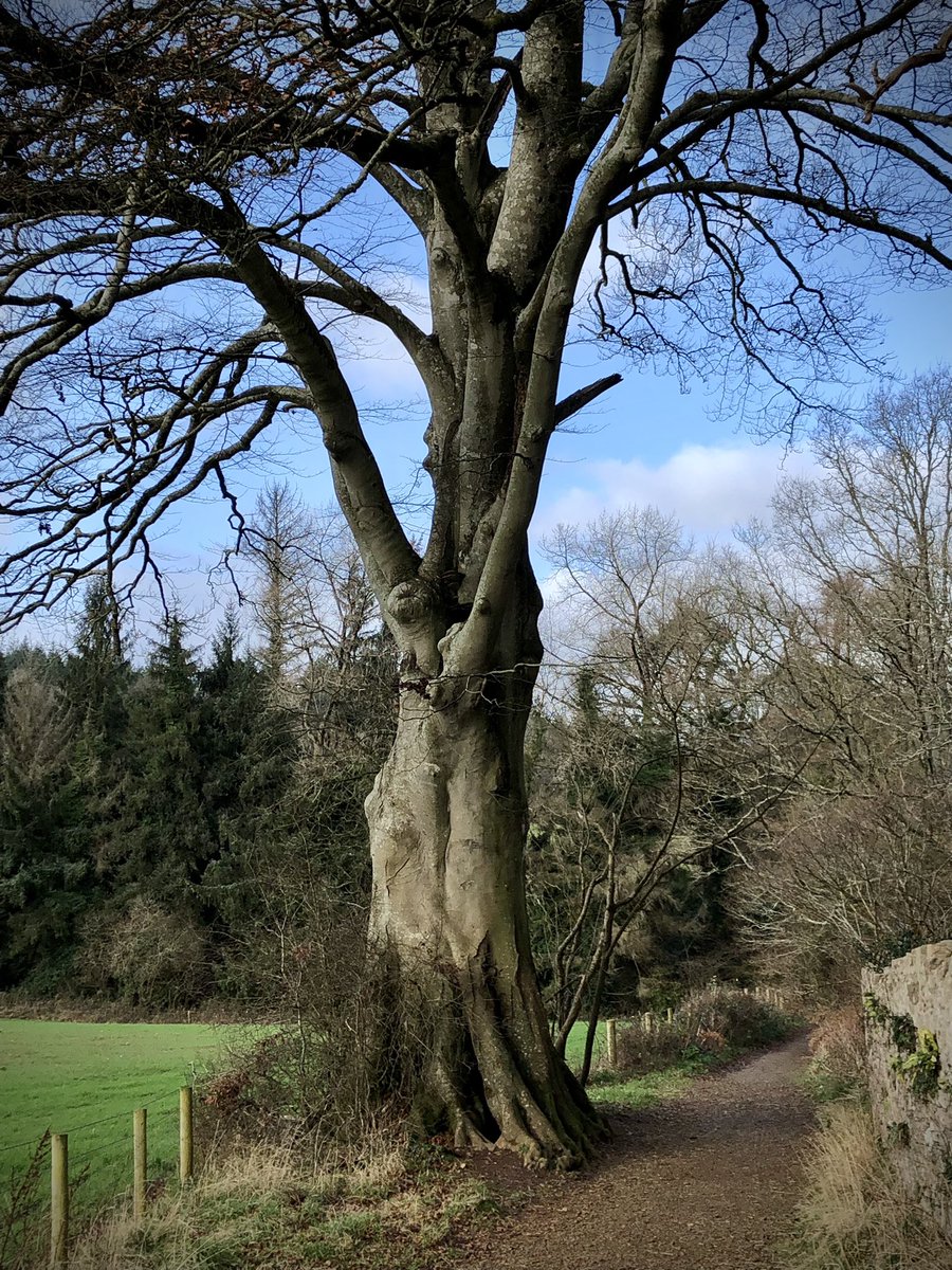 In Devon we have magnificent beaches AND magnificent beeches!

Love his hollow beech at #Dartington near #Totnes
#thicktrunktuesday