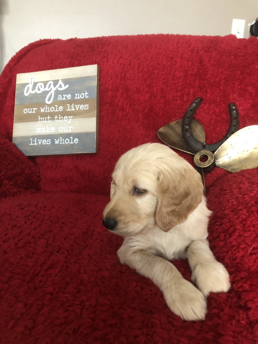 plbartlett's tweet photo. F1 Goldendoodles for sale! Mom is CKC Registered. From a super loving home! Amazing family dogs. 6 females, 3 males #goldendoodles #bbfarms #puppies #cutenessoverload @trident3888 https://t.co/IxA3n8hG2A
