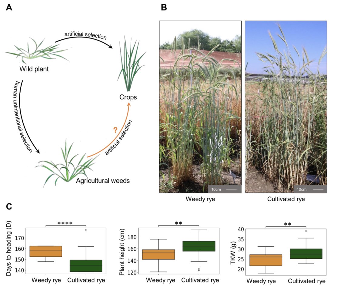 Population genomic analysis reveals domestication of cultivated rye from weedy rye #research #MolecularPlant cell.com/molecular-plan…