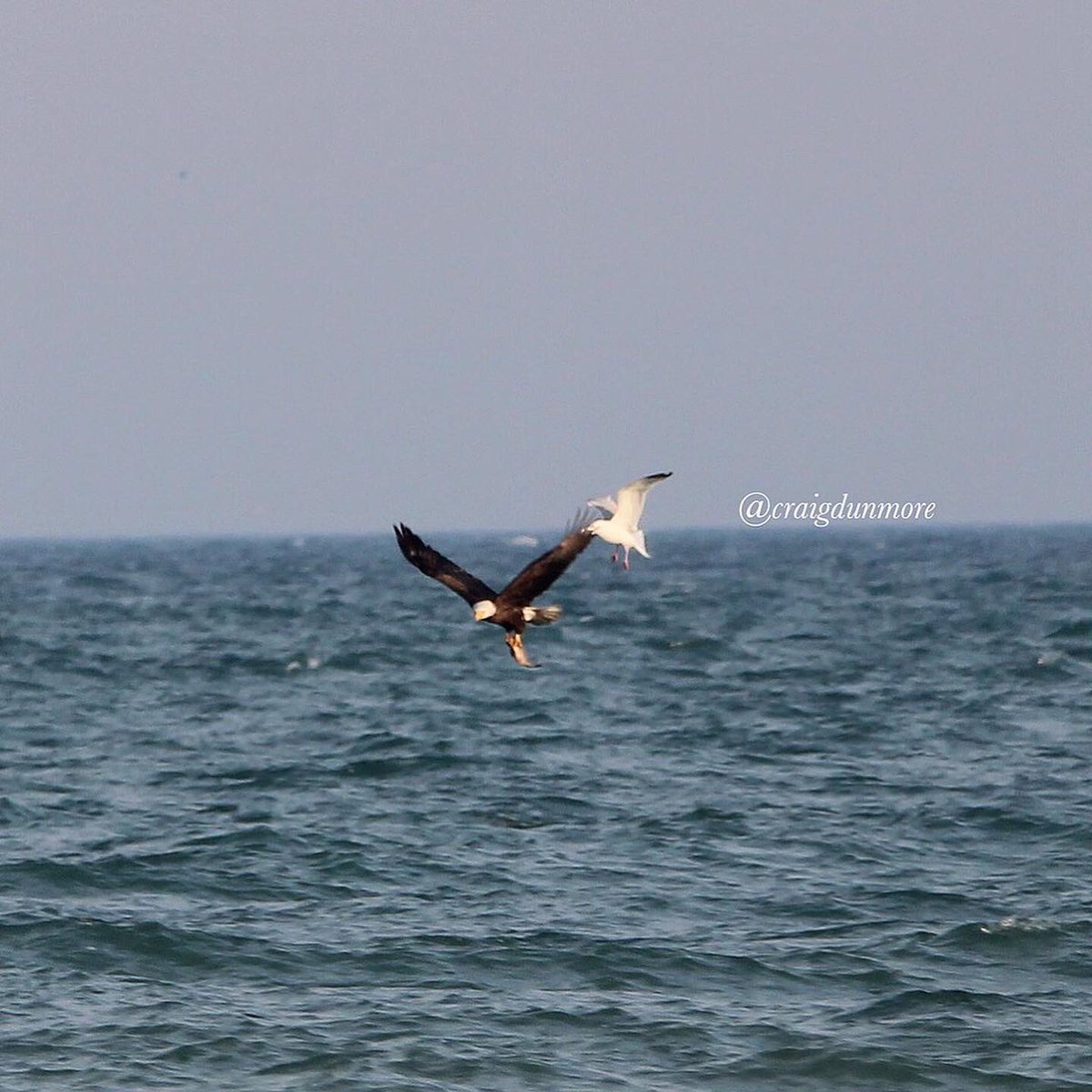 CraigDunmore's tweet photo. My favourite Nature photos from 2021:
1) a Five Lined Skink at Point Pelee
2) a Smiling White Tail at Point Pelee
3) a Bald Eagle and Redwing Blackbird argument at Muddy Creek in Wheatley
4) a Bald Eagle with White Perch getting pestered by a Gull in Wheatley #nature #ONnature https://t.co/E0WSNHiBT7