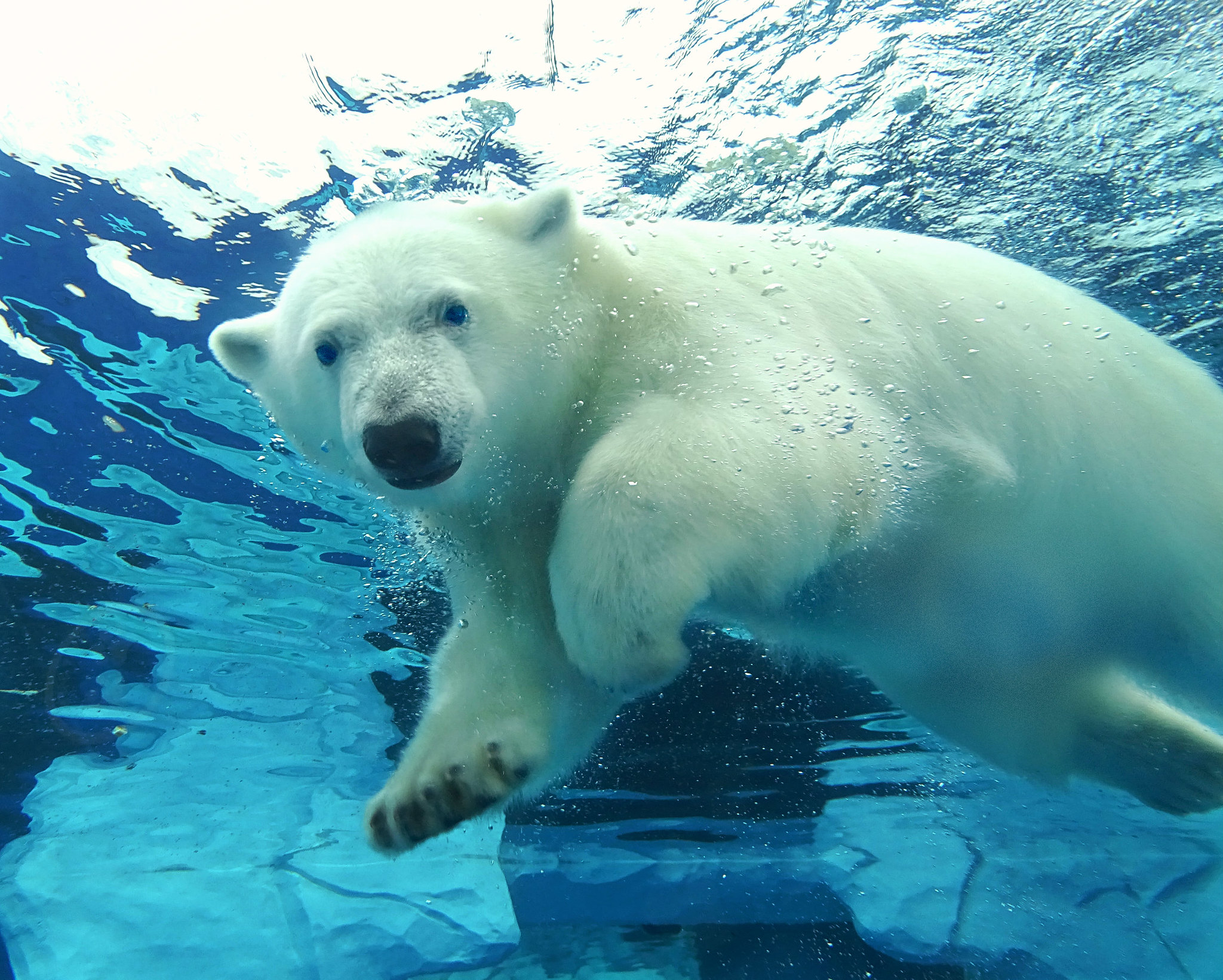 Polar Bear Fur