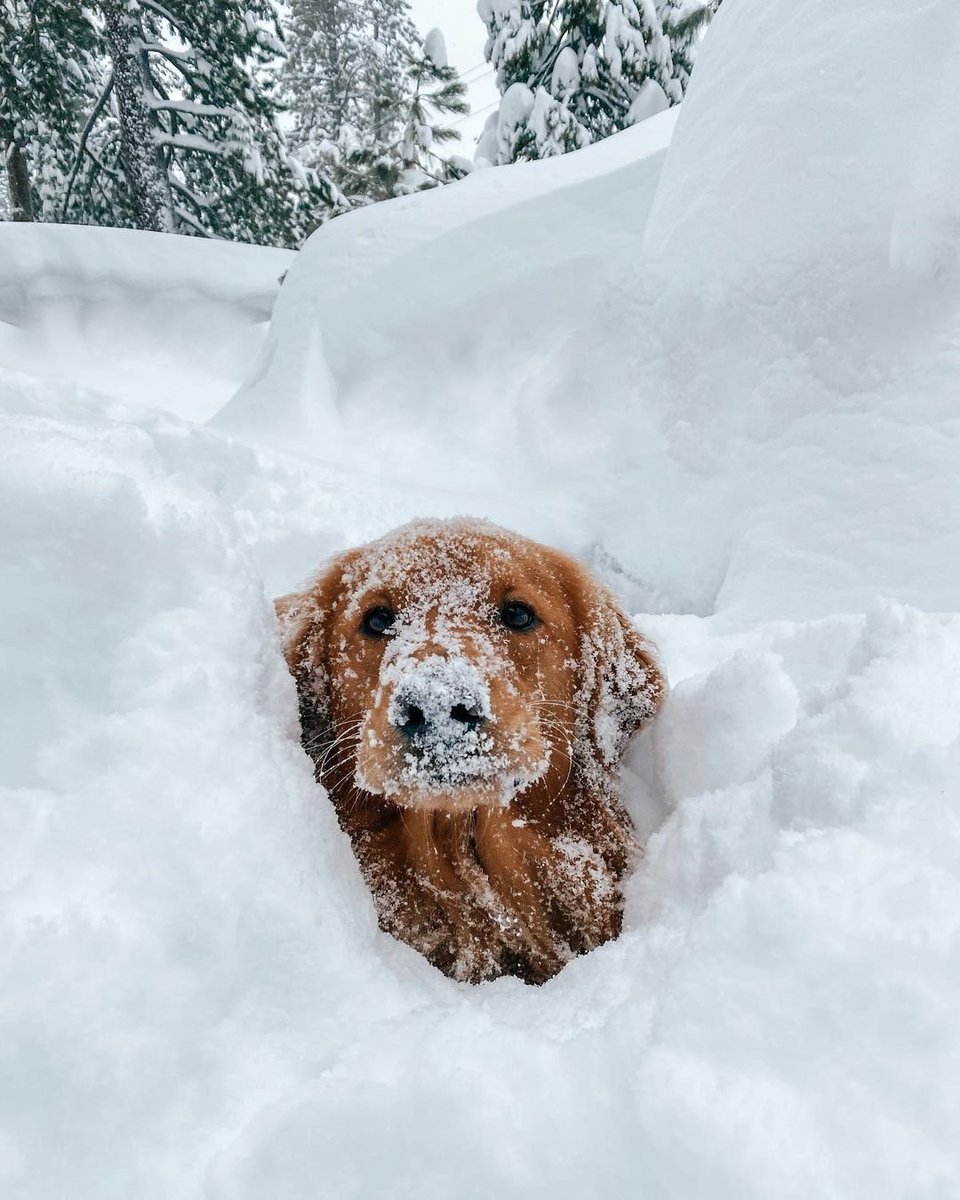 December has been ruff! This month Tahoe saw a new snow record with 202.1" of snow, making it the snowiest December, and third snowiest month on record. ❄️

Please be patient, safe, check for closures, and give our snow removal crews some love. 💙

📸: instagram.com/dwightliketheo…