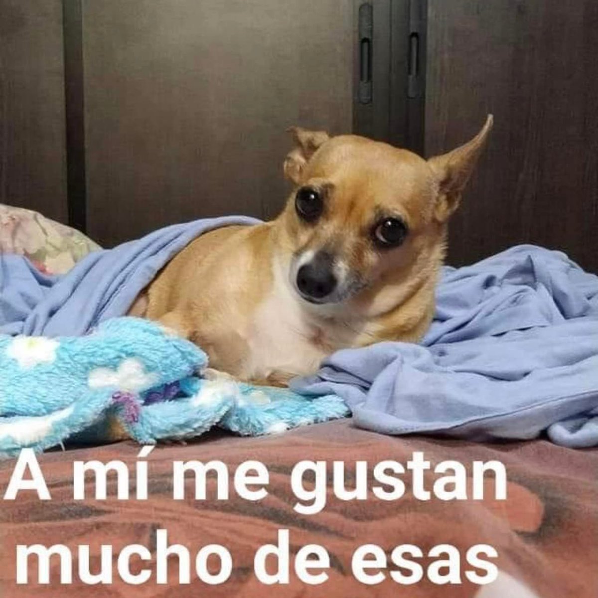 Gordito_Perrito's tweet photo. *abro una bolsa de papitas*

automáticamente mi perro: https://t.co/GeU8pVgKZl