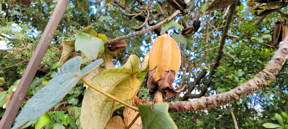 FlowervineMom's tweet photo. #Monkeyhand #tree from #Mexico at the #SFBotanicalGarden in #SanFrancisco is blooming. https://t.co/gGigXqVDLp