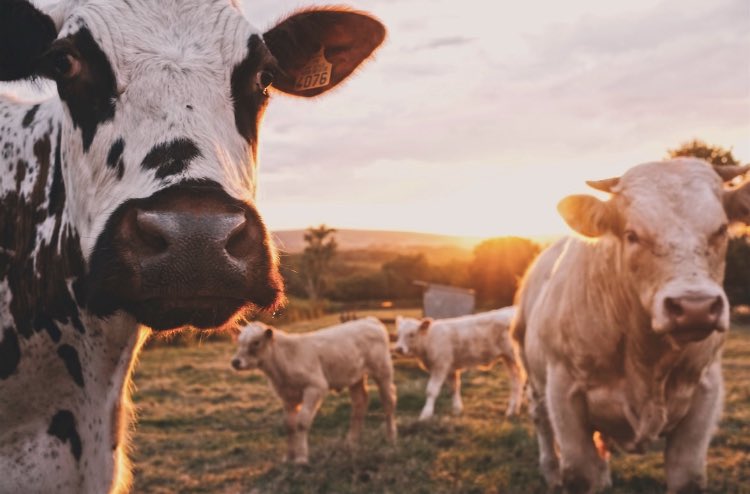 RealTamie's tweet photo. Family farms are disappearing at an alarming rate. When I get to Congress, I will make it my priority to help the farmers of Ohio &amp; all across  our country. I will work hard so farmers can keep their livelihoods safe.
 #farmers #FarmLife #Ohio #Lima #Shelby #ALLEN #Auglaize https://t.co/PmTTFdoHUl