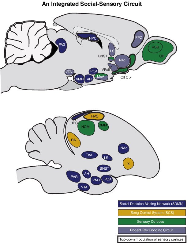 I.B.A.N.G.S tweet media