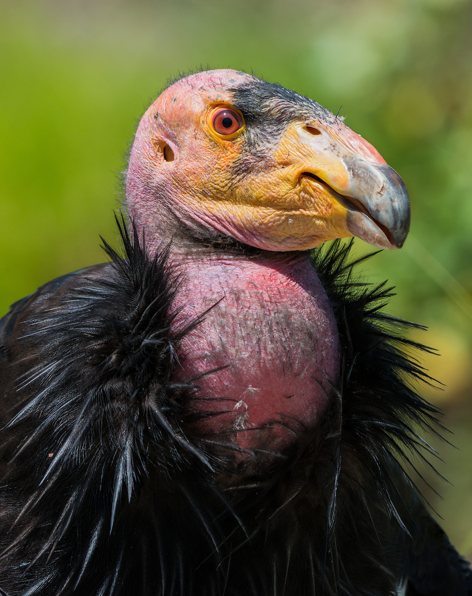 LAZoo's tweet photo. The US #EndangeredSpeciesAct was signed into law 48 years ago to protect and conserve endangered species and their habitats. The L.A. Zoo plays a critical role in the conservation of protected species such as the #CACondor. Learn more at: https://t.co/9k9LtoxpvH
πΈ: Matt Carey https://t.co/lOrE76yV7T