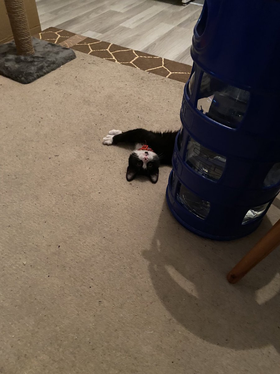 Cem Mildon tweet media