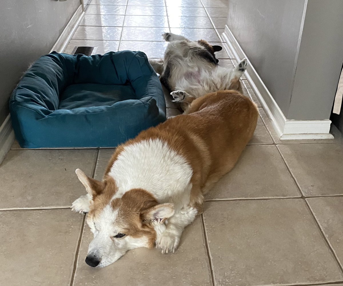 JackBeCorgi's tweet photo. Thanks for the bed #stumplife #gtacorgis #corgis #doogle #adoptdontshop #corgi #dogsofinstagram #corgisofinstagram https://t.co/wJVYrJqA7j