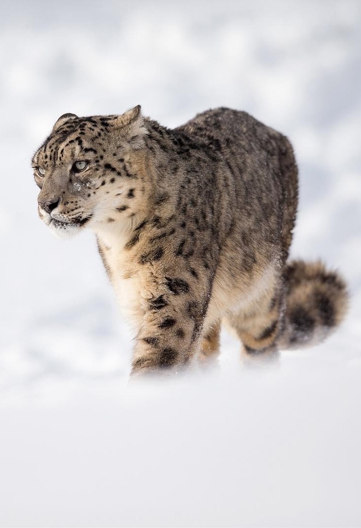 bellalilli161's tweet photo. #wildlifephotography

#nature #snowleopard https://t.co/UoFXAFD2g2