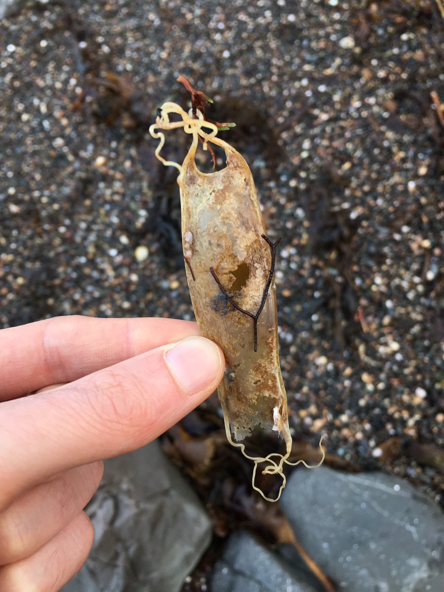 Found a ‘mermaid’s purse’ tangled up in seaweed on the beach down at Culzean today and I am buzzing