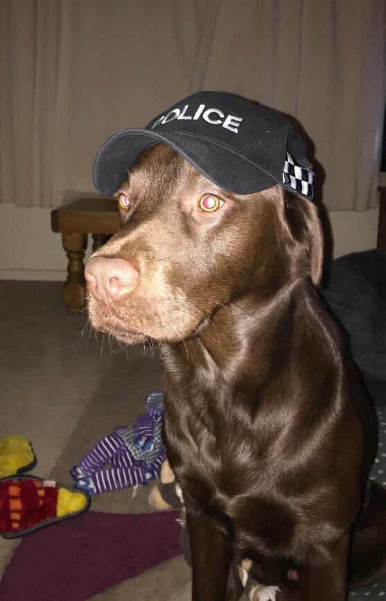 rpd_floyd's tweet photo. @TedYates8 Enzo trying to impersonate me 😂 https://t.co/h2qd5Esdg4