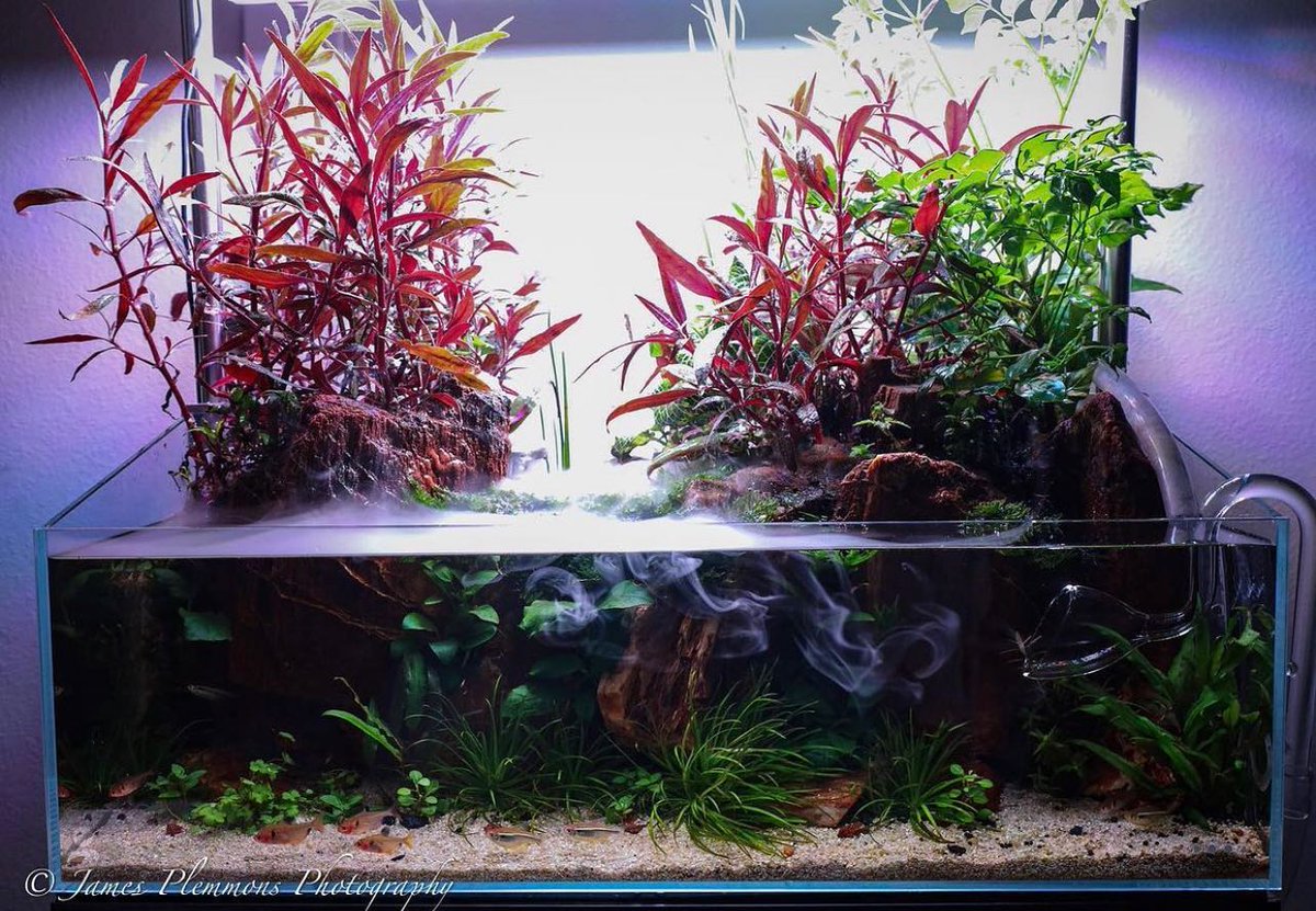 seachem's tweet image. Our Tank Tuesday for this week goes to @james_nature_aquatics (IG).
Look out for our next IG story to submit your tank for Tank Tuesday.
