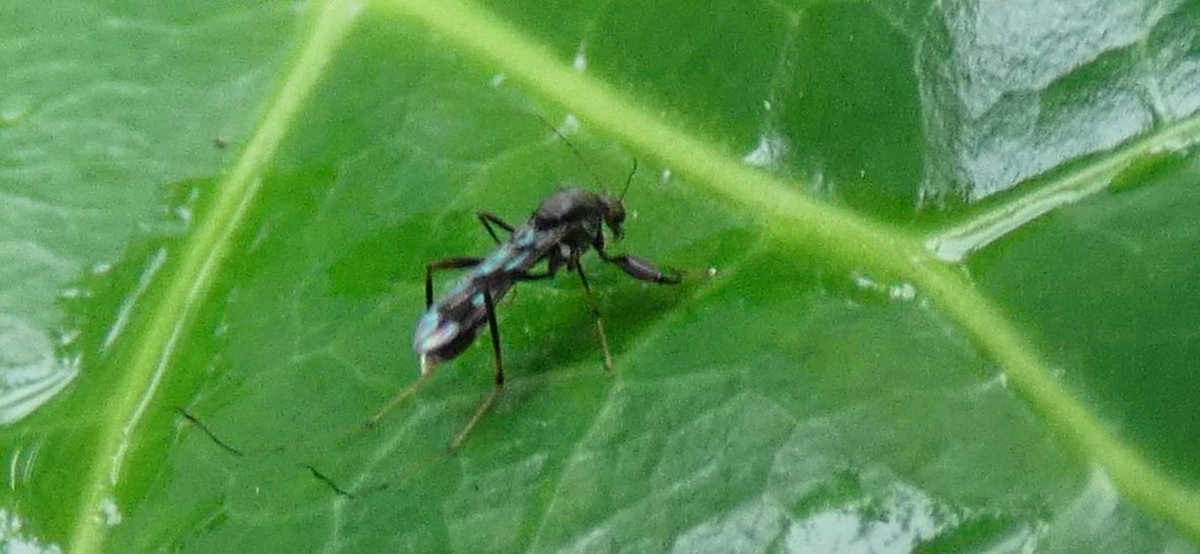 MaydaNathan's tweet photo. Help, #BugTwitter, who is this weird, v little dude with raptorial legs?

From @inaturalist user panama_rix
https://t.co/XJT6LCRbT1 https://t.co/y9tL49DP1U