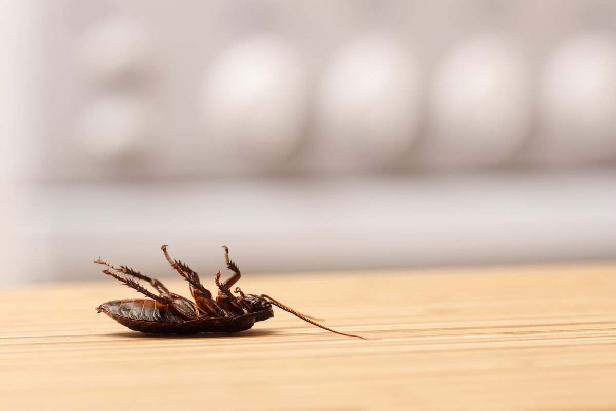 BurnsPest's tweet photo. Certain areas in your home are the ideal habitat for cockroaches to thrive in. Learn more about where that is and what attracts them to your space in this blog from Burn's Pest Elimination.

https://t.co/L91gLIjDmd https://t.co/JntjfLvIRx