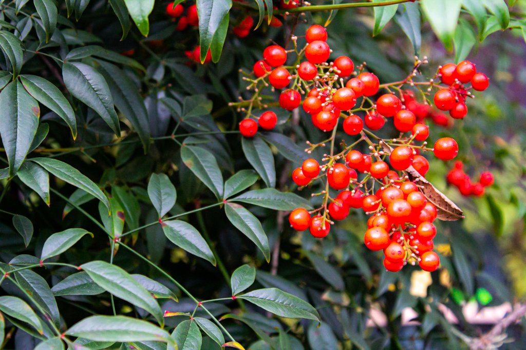 Despite the cooler weather, we still have some splashes of color in the garden. Very festive! #texasbnb #traveltexas