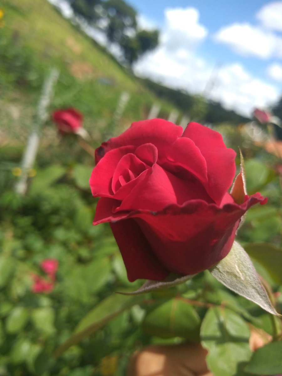 EssaMonstra's tweet photo. mano olha a flor que eu plantei a uns 3 meses com ja tá https://t.co/oQAG0TpgdX