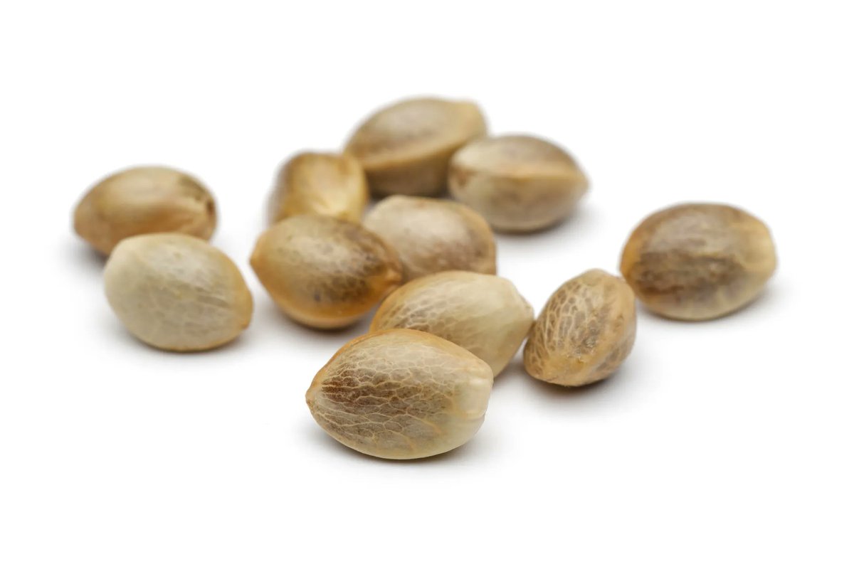 ASTMIntl's tweet photo. #Cannabis committee (D37) has approved a new standard that will provide a method for rapid, visual, on-site assessment of #hemp seed spoilage. Will assist in managing #food quality and productivity while maintaining #ConsumerSafety. #cannabisindustry See https://t.co/axLE0SPTHk https://t.co/Hhrfus0YBA