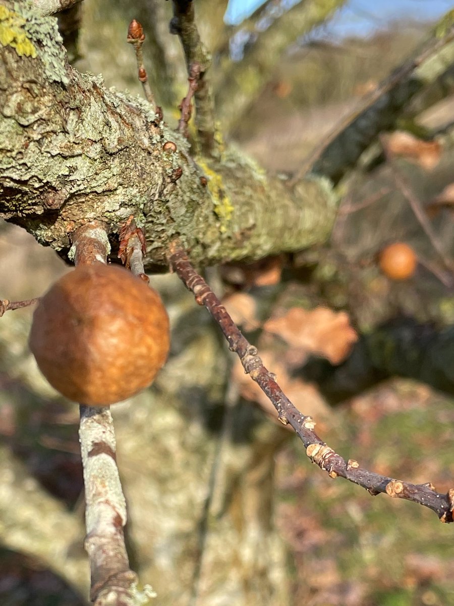 allotmentor's tweet photo. On dog walk on @BurgessField today, struck by how even the very young oaks there support such a wide variety of life: beautiful lichen; a marble gall by the wasp Andricus kollari, introduced to the UK because the high tannin content of this type of gall was useful for ink making; https://t.co/rIVCWs1Pul