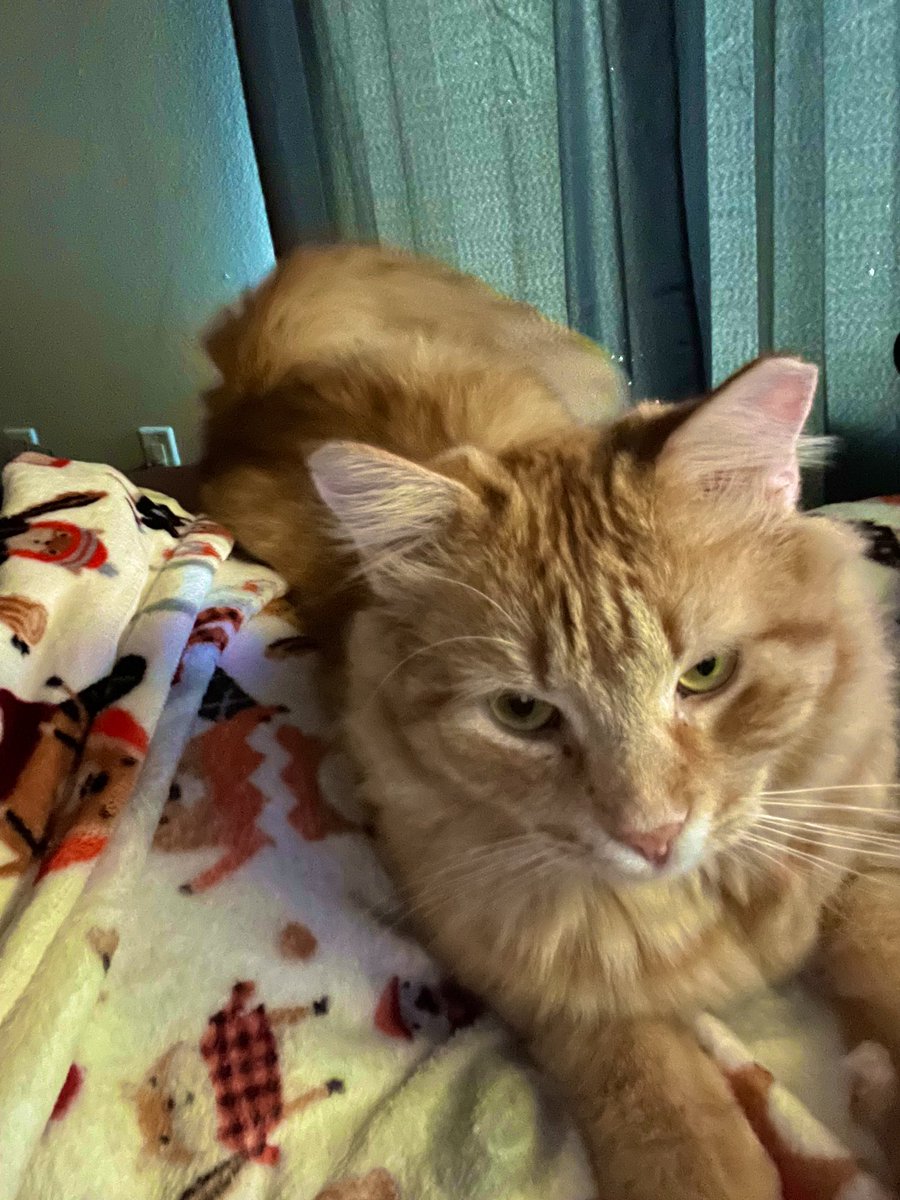mochiia3VT's tweet photo. Stay Gold, Ponyboy ❤️⭐️
.
.
.
#CatsOfTwitter #pets #animallovers #kitty #catmom #themans #bigman #fatass #cat #knoxville #Tennessee https://t.co/E7T60rGKCB