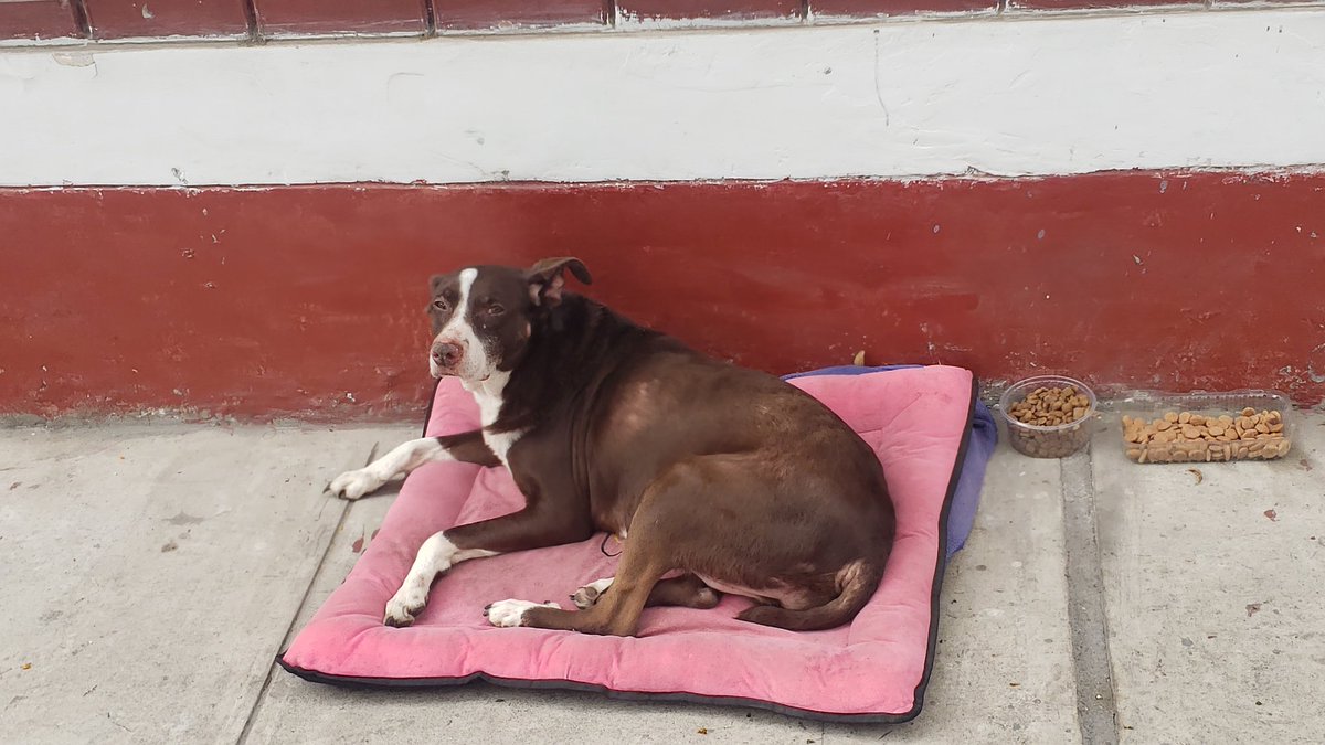 Por favor, ayuda para encontrar a su familia. Ayer se apareció en la cdra 14 de la av. Ayacucho en Surco. Los vecinos le han dado agua y comida. Ayer aulló toda la noche. Nadie sabe de donde vino. Retuit por ella y su familia. Muchas gracias