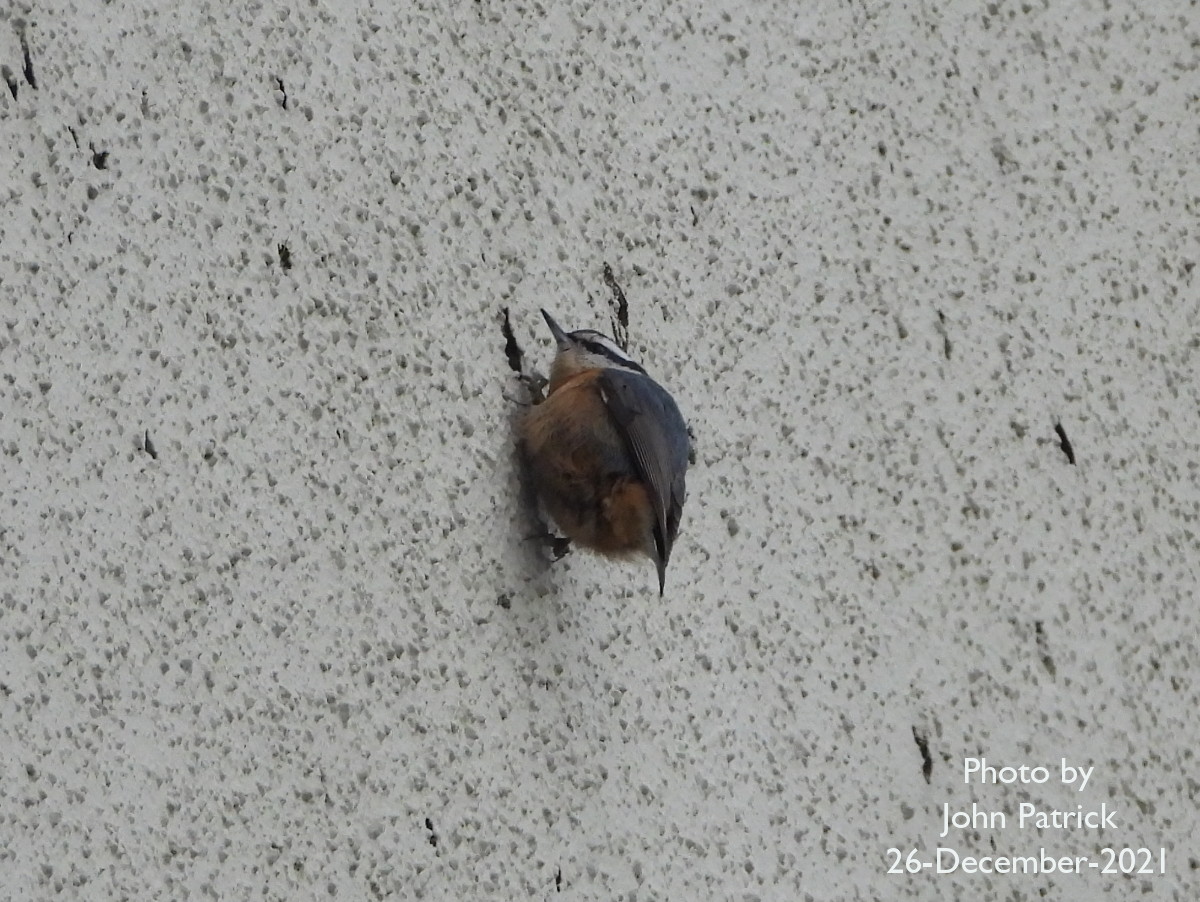 Here's a Red-breasted Nuthatch who stopped for a moment on the wall of my apartment building to inspect the stucco.

Photographed from my balcony at UBC, Vancouver.

#redbreastednuthatch #birdsofvancouver @WildAboutVan #buildinginspector #bird #birdwatching #birdphotography